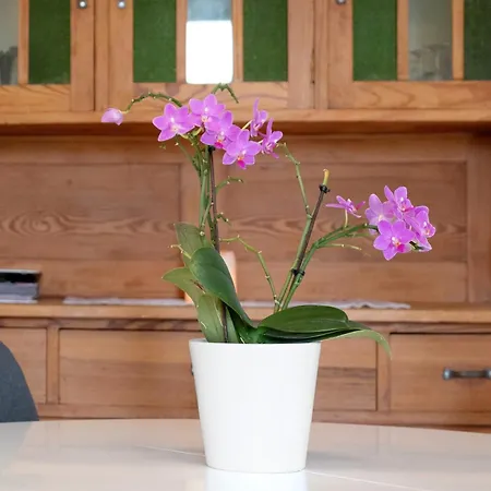 Bergblick Daire Triberg im Schwarzwald